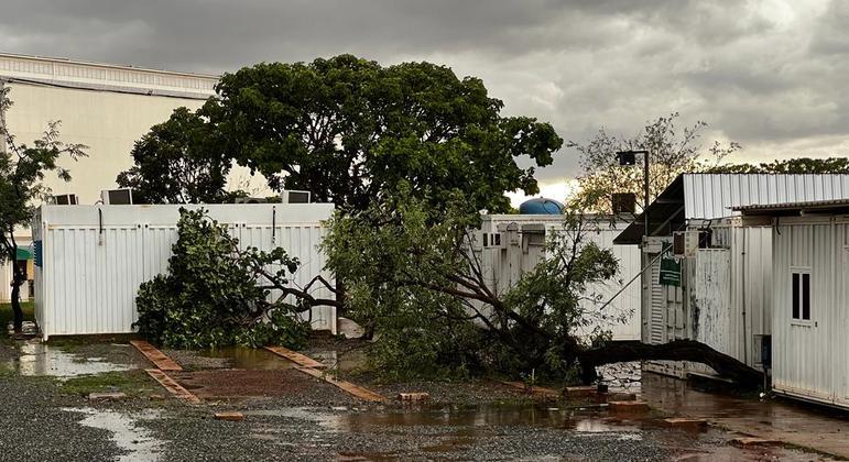 Chuva derrubou árvores no Gama