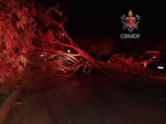 Pista interditada após queda de árvore no Gama (DF)