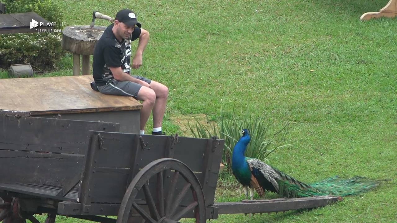 Sapo escondido na baia causa gritaria, alvoroço e muitas risadas - A  Fazenda 12 - A Fazenda 12 - R7 24 horas