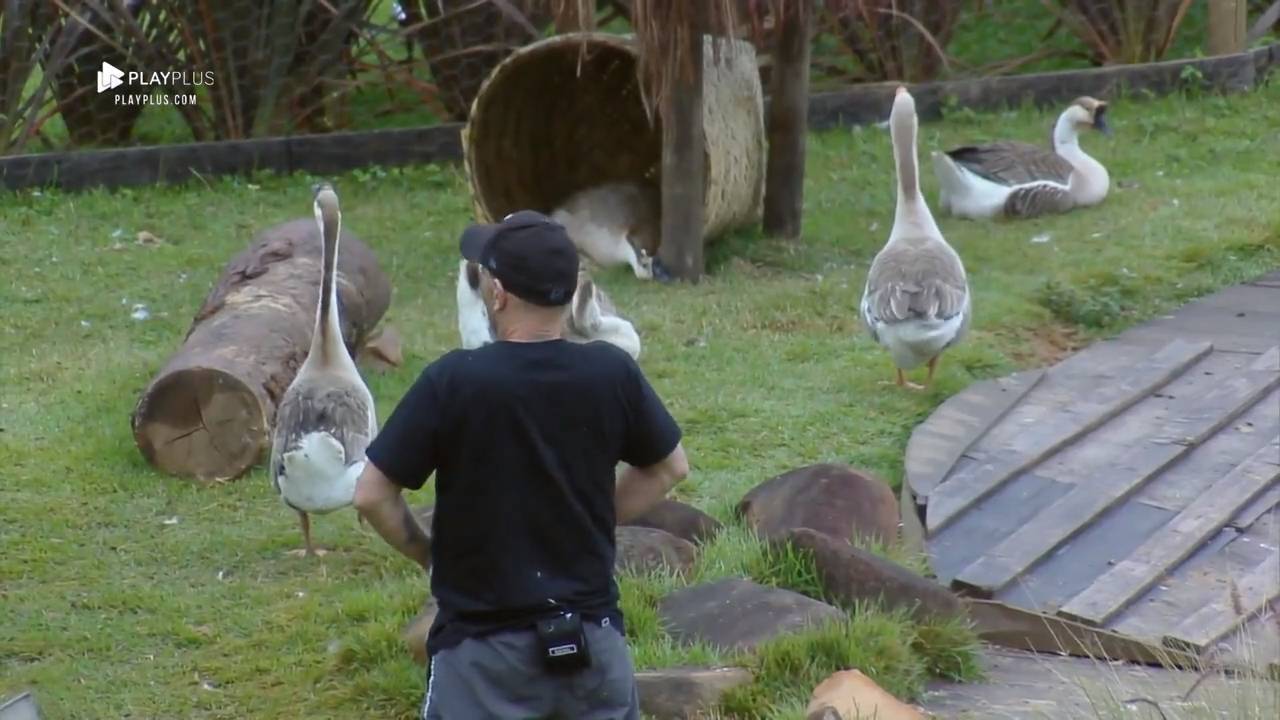 Sapo escondido na baia causa gritaria, alvoroço e muitas risadas - A  Fazenda 12 - A Fazenda 12 - R7 24 horas