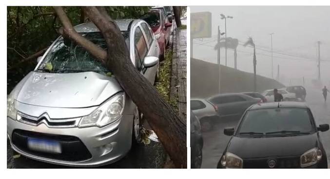 Ventos fortes derrubaram árvores em BH e na região metropolitana