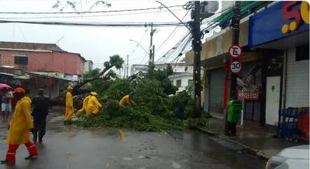 Árvore derrubada no Recife após fortes chuvas