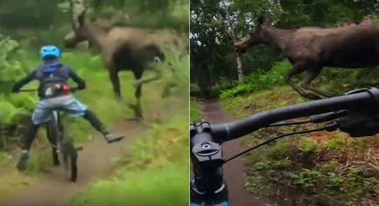 Ciclista de 12 anos quase colidiu com um enorme alce durante trilha no Alasca