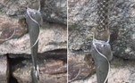 O bagre acima abocanhou a cabeça de uma cobra d'água asiática (Xenochrophis piscator), ao mesmo tempo em que foi abocanhado pela cauda por uma uma cobra d'água asiática!Vale o clique: Jogo macabro: 'Homem Pateta' pode estar ligado à morte de menino de 11 anos