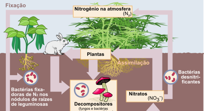 Ciclo do Nitrogênio - O que é, como ocorre, características e etapas