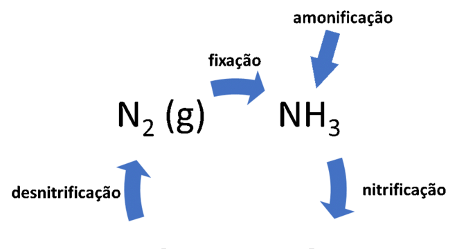 Ciclo do Nitrogênio - O que é, como ocorre, características e etapas