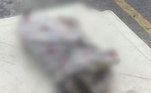 A família chegou a tentar reanimar o gato, mas ele não resistiu e faleceu na frente dos filhos do casal