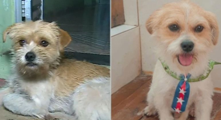 Cãozinho que vivia em cativeiro recebe transformação em pet shop