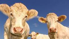 Cidade vira a "mais fedorenta do mundo" depois de uma criação de vacas se instalar na região