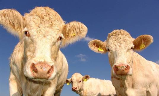Cidade vira a "mais fedorenta do mundo" depois de uma criação de vacas se instalar na região (Pixabay)