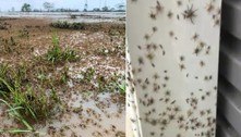 Cidades são tomadas por aranhas após chuvas recordes e inundações
