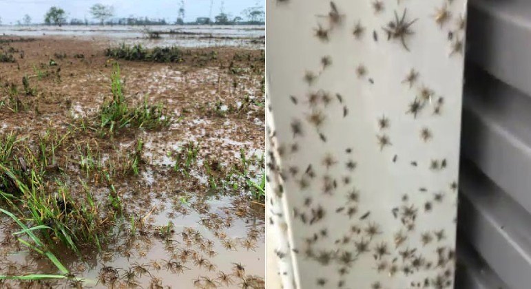 Cidades do leste da Austrália foram tomadas por aranhas após chuvas recordes e inundações