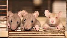 Cientistas fazem cócegas em ratos para descobrir se os animais têm senso de humor