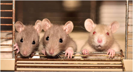 Cientistas fazem cócegas em ratos e descobrem como eles riem