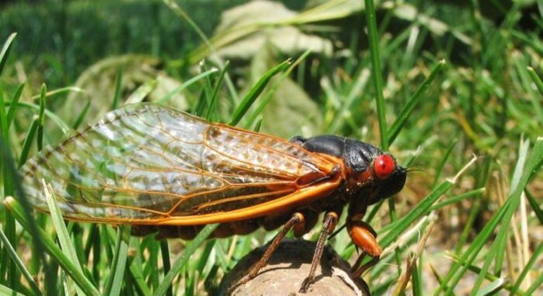Cigarras periódicas: o que são e como ocorre esse fenômeno biológico