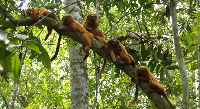 Importado por europeus, usado como animal de estimação e vítima de contrabando: trajetória do mico-leão-dourado tem sido de sufocos