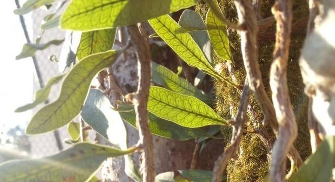 A samambaia cipó-cabeludo foi a epífita mais encontrada na pesquisa realizada em São Paulo