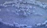 Um rebanho de ovelhas passou 12 dias andando em círculos sem parar, em uma fazenda na China. O comportamento bizarro dos animais foi registrado pelas câmeras de segurança da propriedade