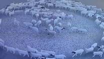 Dezenas de ovelhas afundam iate assustador camuflado. Entenda! (Reprodução/YouTube/ The world's best video channel)