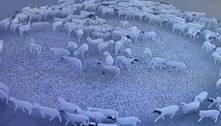 Dezenas de ovelhas andaram em círculo por 12 dias sem parar, e o motivo é um mistério