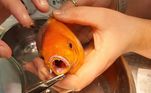 Uma cirurgiã veterinária mostrou como usou um clipe de papel para imobilizar a mandíbula quebrada de seu peixe dourado de estimação