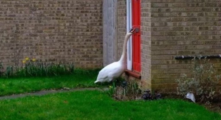 Ataques obsessivos do cisne podem durar até três horas