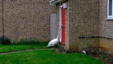 Barulho insuportável: cisne atrevido bate em porta de casa por horas