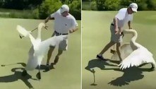 Cisne em dia de fúria toca o terror para cima de jogador de golfe
