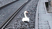 Cisne de luto atrasa trens de alta velocidade quase uma hora
