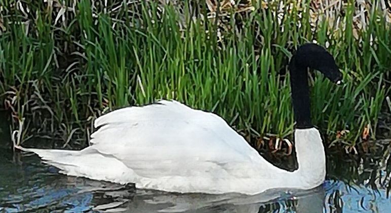 Na lógica desprezível da piada, a meia transformou o cisne em um espécime de pescoço preto
