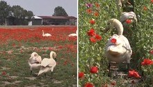 Cisnes viciados em ópio devastam fazenda de papoula e agricultores não podem fazer nada