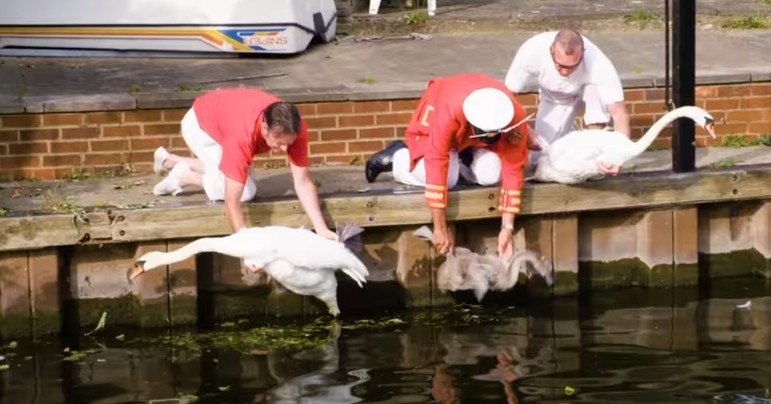 Todos os anos, uma comitiva da coroa britânica supervisiona a saúde, bem-estar e as condições de vida da população de cisnes que vive nas margens de um trecho de 120 km do rio Tâmisa. O estranho evento faz parte de uma tradição, conhecida como Swan Upping (algo como 