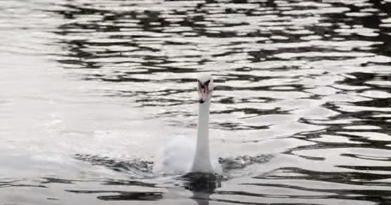 A Coroa e essas duas empresas são responsáveis por criar e manter os cisnes na região, que hoje são marcados diretamente nas patas e não nos bicos