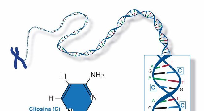 Citosina, o que é? Estrutura, história e importância