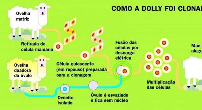 Clonagem - Definição, pesquisas realizadas, principais técnicas e riscos