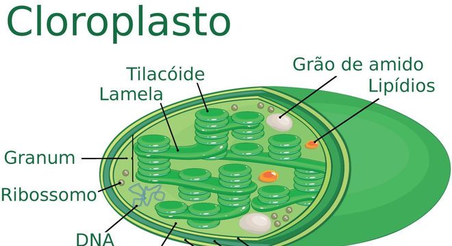 Cloroplastos - Definição, estrutura e fotossíntese