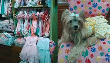 Vovó monta closet cheio de roupas para as cachorrinhas da família e viraliza; veja 