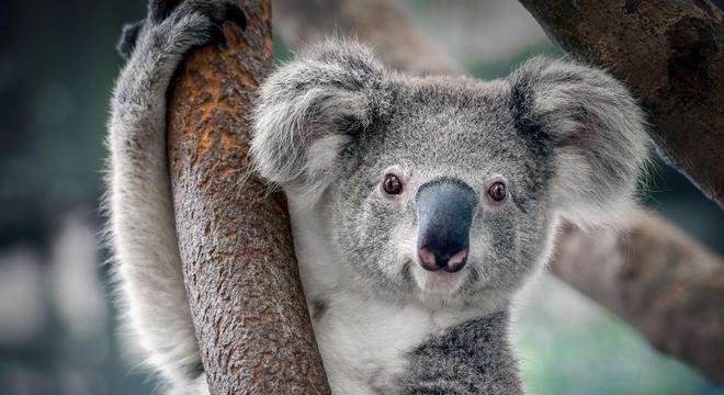 Coala - Características, alimentação e curiosidades