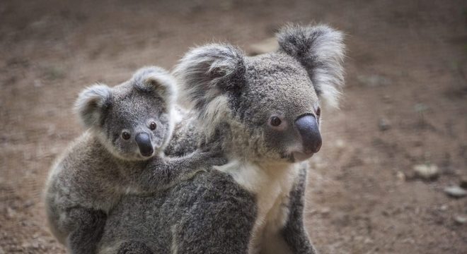 Coala - Características, alimentação e curiosidades