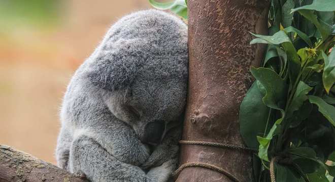 Coala - Características, alimentação e curiosidades