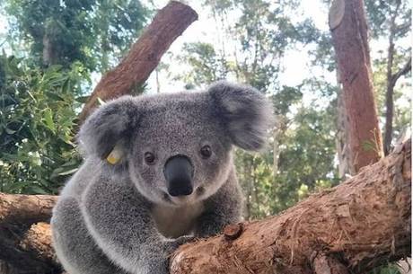 Coalas sofrem com incêndios florestais na Austrália