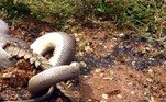 cobra