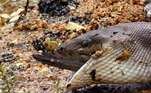 cobra