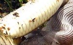 cobra