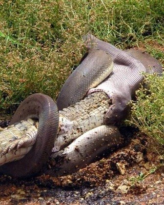 A verdade sobre o vídeo da cobra gigante que rodou o mundo • DOL