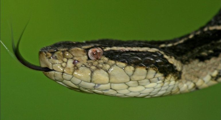 A descoberta não significa que as pessoas precisam sair por aí procurando uma Jararacuçu para salvar a humanidade. Já que a molécula pode ser produzida em laboratório. “Desconfiamos que as pessoas vão caçar o jararacussu pelo Brasil, pensando que vão salvar o mundo ... Não é isso!” disse Giuseppe Puorto, herpetologista (especialista em répteis e anfíbios) que comanda a coleção biológica do Instituto Butantan em São Paulo. “Não é o veneno em si que vai curar o coronavírus”