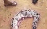 No dia 18, os habitantes da região de Povoado Santo Antônio, na zona rural de Alagoas, encontraram uma jiboia inchada, claramente digerindo algum jantar farto
