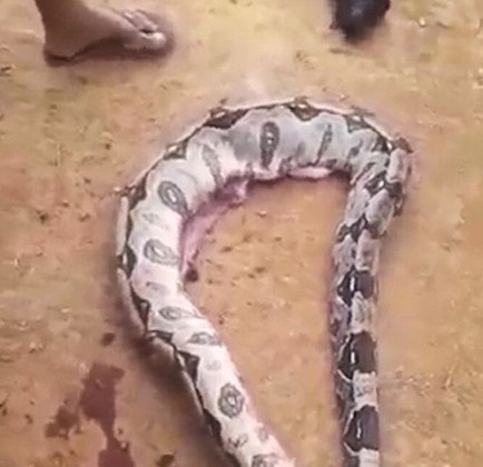 No dia 18, os habitantes da região de Povoado Santo Antônio, na zona rural de Alagoas, encontraram uma jiboia inchada, claramente digerindo algum jantar farto