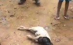 A recomendação oficial para situações que envolvem uma cobra perigosa (com a barriga cheia ou não) em uma área próxima de humanos, é chamar o Corpo de Bombeiros ou Polícia AmbientalVEJA TAMBÉM: Família de sapos espertinhos pega carona em cima de crocodilo para atravessar lago