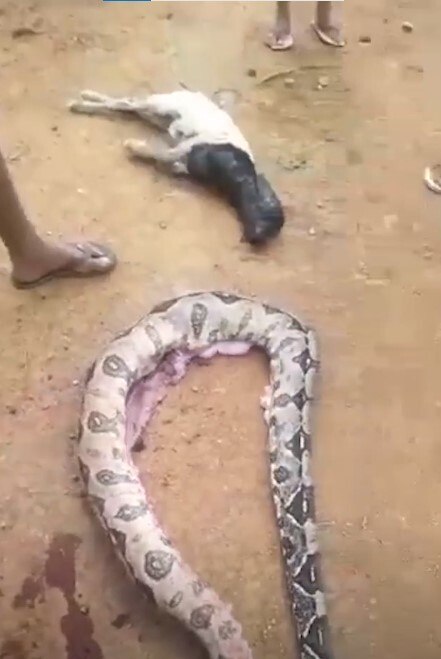 Especialistas caçam serpente de 4 m que devora gatos de vizinhança